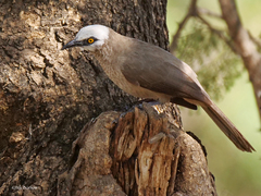 Turdoides leucocephala