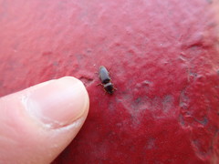 Elateridae