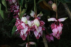 Medinilla magnifica