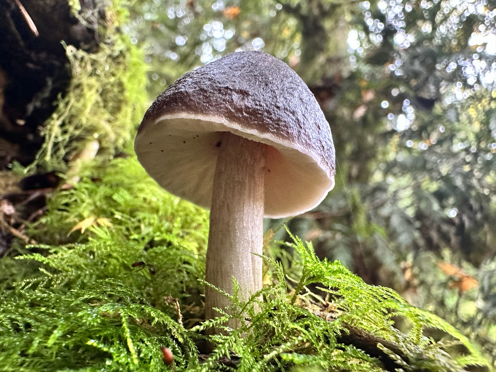 Pluteus exilis · November 2025 · photo: © bryanrsmith (iNaturalist, cc0)
