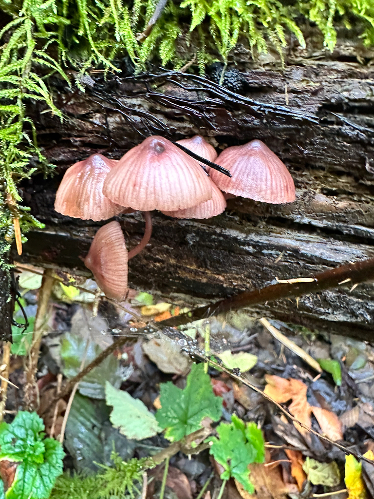 Mycena haematopus · November 2025 · photo: © bryanrsmith (iNaturalist, cc0)