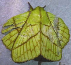 Trabala gautama