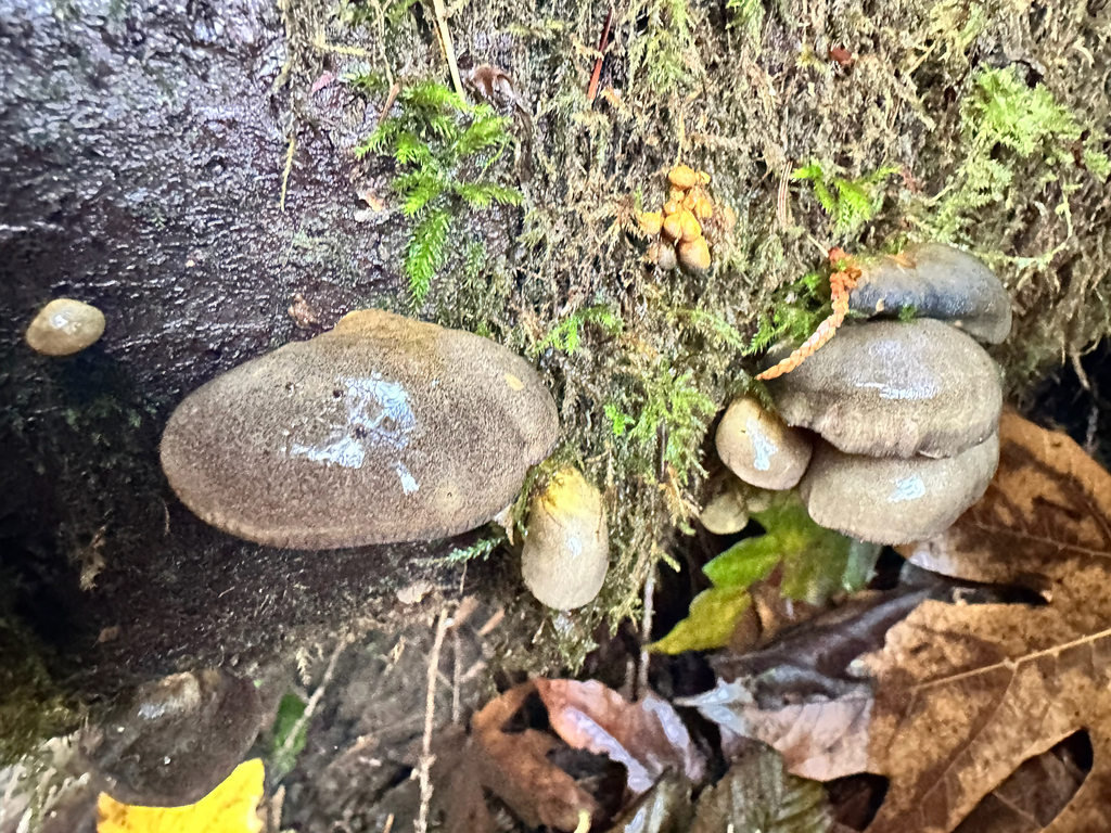 Sarcomyxa serotina · November 2025 · photo: © bryanrsmith (iNaturalist, cc0)