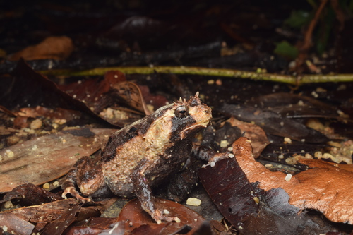Asterophrys turpicola, 2025-11-06
