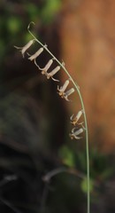 Dipcadi ciliare