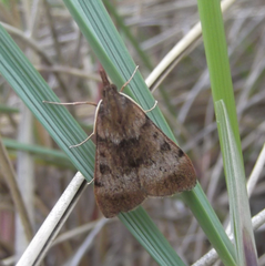 Uresiphita polygonalis