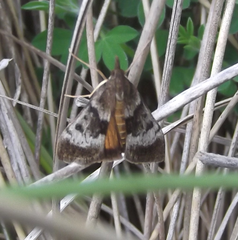 Uresiphita polygonalis