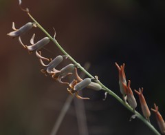 Dipcadi ciliare