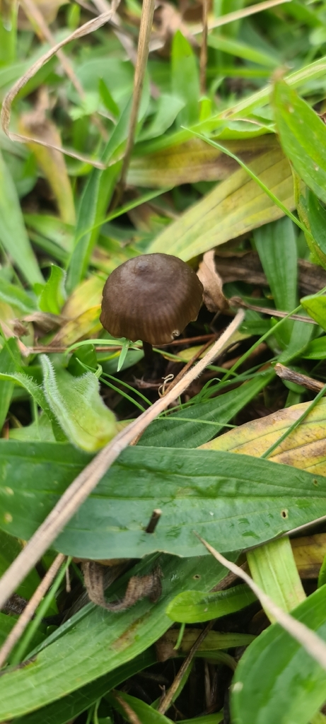 Entoloma clandestinum