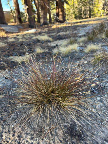 parry's rush (Juncus parryi)