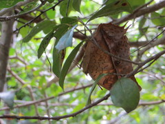 Charaxes varanes