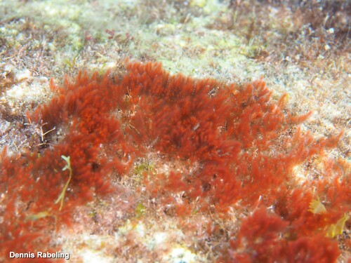 Wrangelia argus observed 2025-11-10