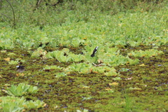 Fluvicola albiventer