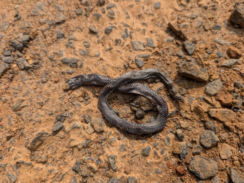 Karinthandan's shield tail