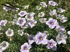 Nierembergia linariifolia