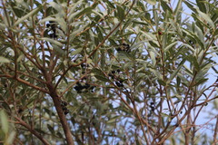 Ozoroa paniculosa paniculosa