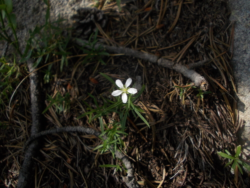 Moehringia pendula