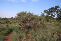 Ozoroa paniculosa paniculosa