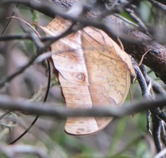 Charaxes varanes