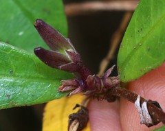 Hemidesmus indicus