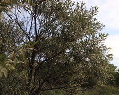 Ozoroa paniculosa paniculosa
