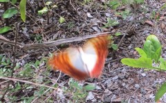Charaxes varanes