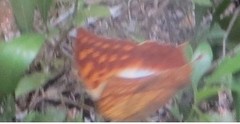 Charaxes varanes