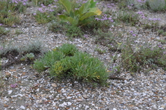 Lepidolopha komarowii