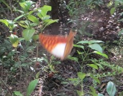 Charaxes varanes