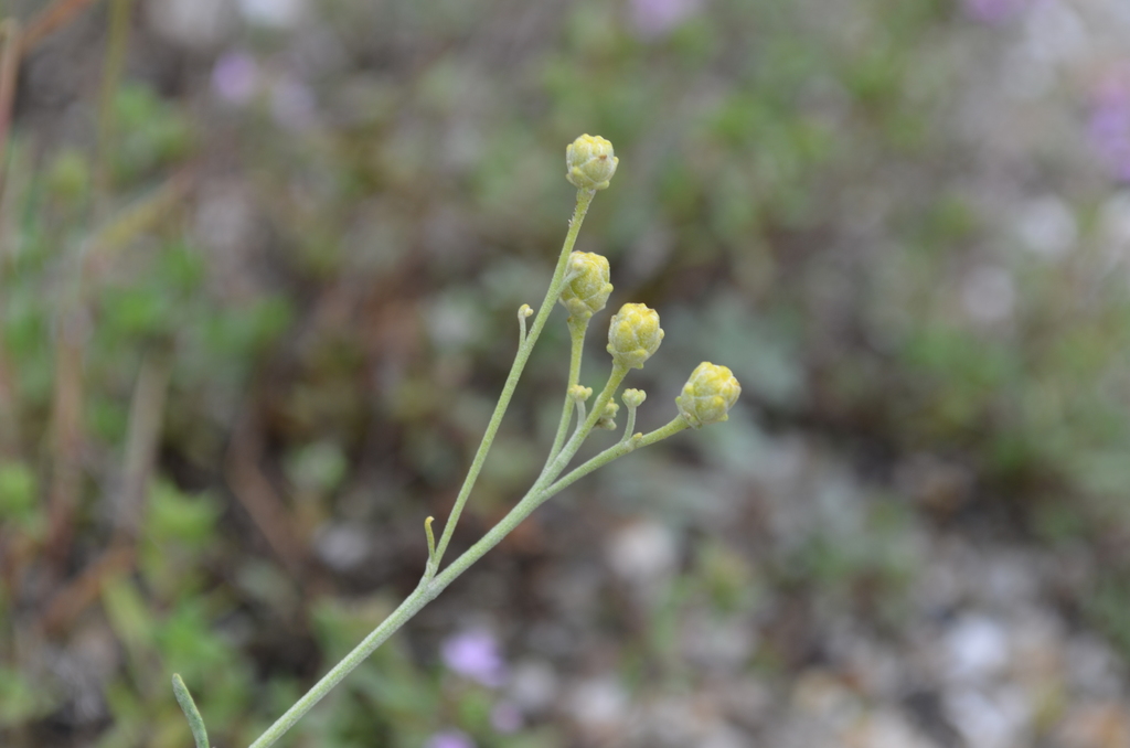 Lepidolopha