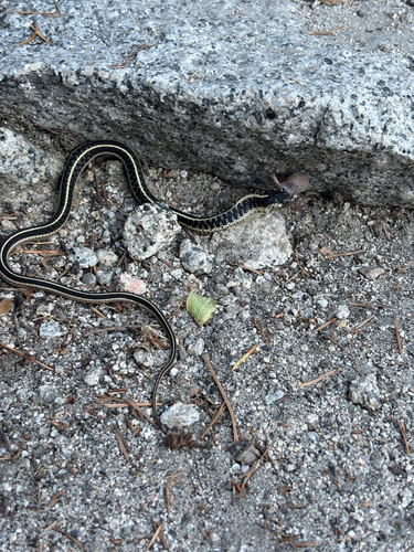iNaturalist observation photo of Western Terrestrial Garter Snake