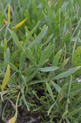 Lepidolopha komarowii