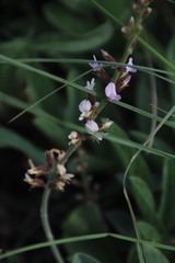 Ophrestia oblongifolia