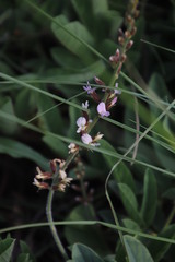 Ophrestia oblongifolia