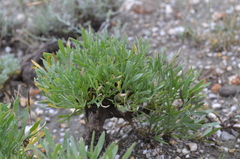 Lepidolopha komarowii