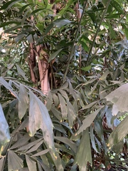 Caryota