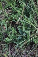 Ophrestia oblongifolia