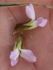 Ophrestia oblongifolia