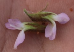Ophrestia oblongifolia
