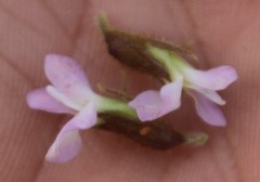 Ophrestia oblongifolia