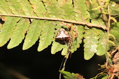 Verrucosa scapofracta