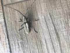 Neoptychodes trilineatus