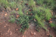 Ophrestia oblongifolia