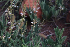 Ophrestia oblongifolia
