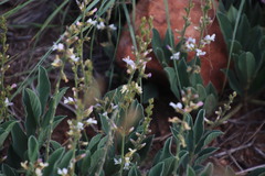 Ophrestia oblongifolia