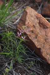 Cleome maculata