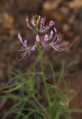 Cleome maculata