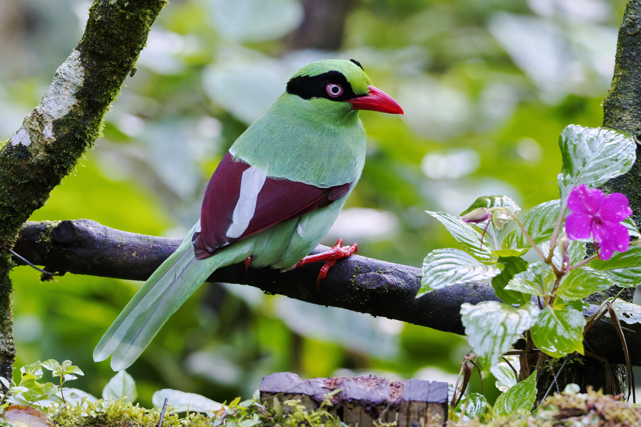 Bornean Green Magpie (Cissa jefferyi), photo 1