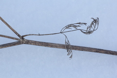 Kitagawia baicalensis