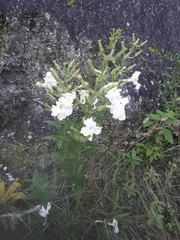 Escobedia grandiflora